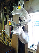 Mounted Deer Heads